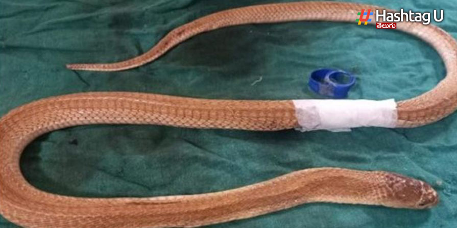 Snake