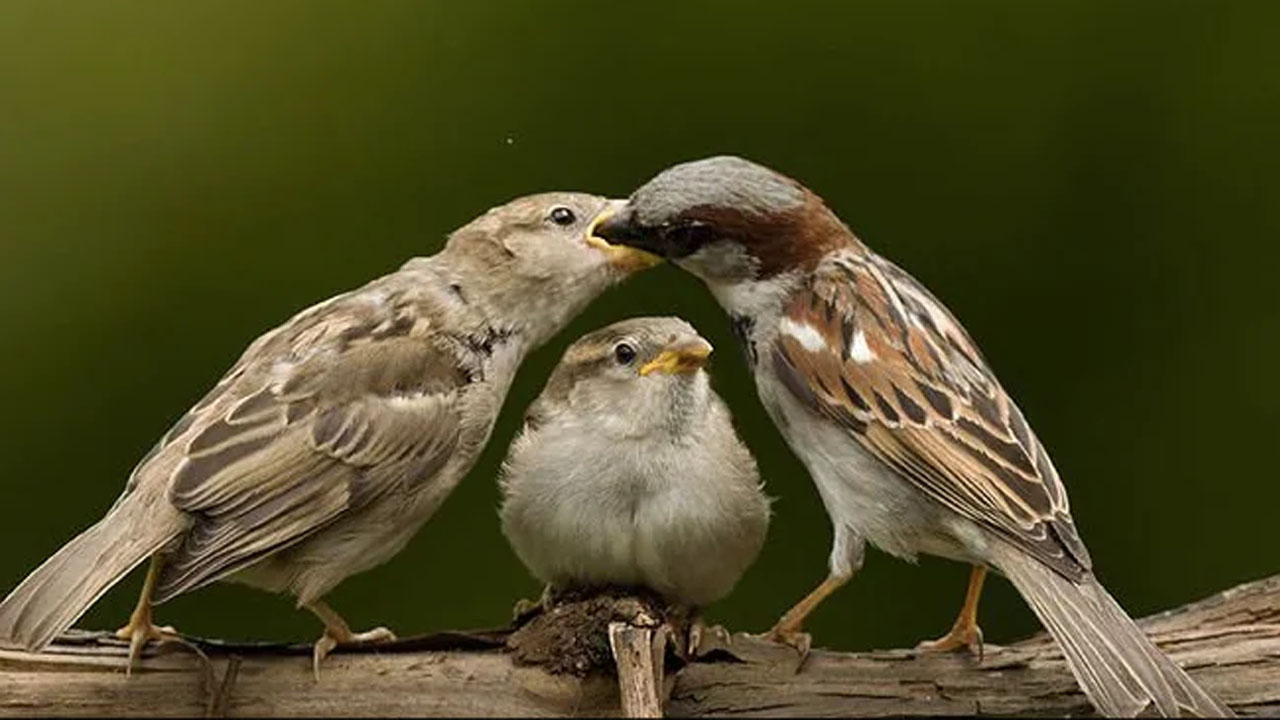 Sparrow Day