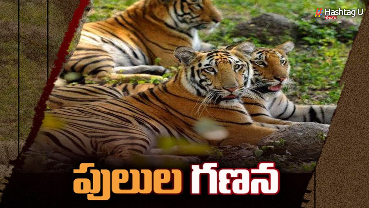 Tigers