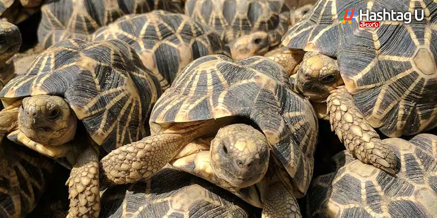 Turtles