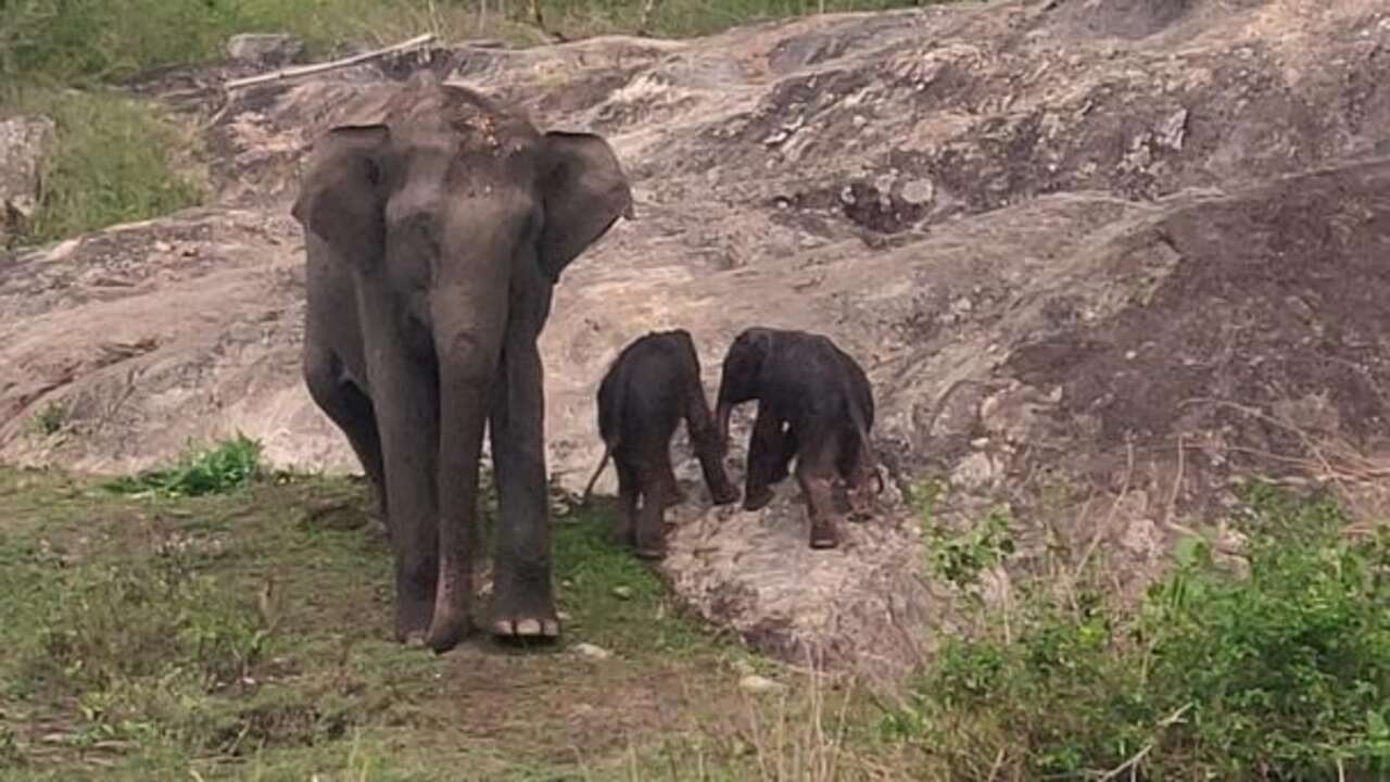 elephant