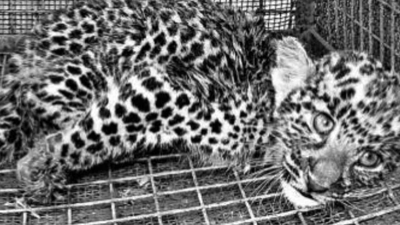 Leopard cub