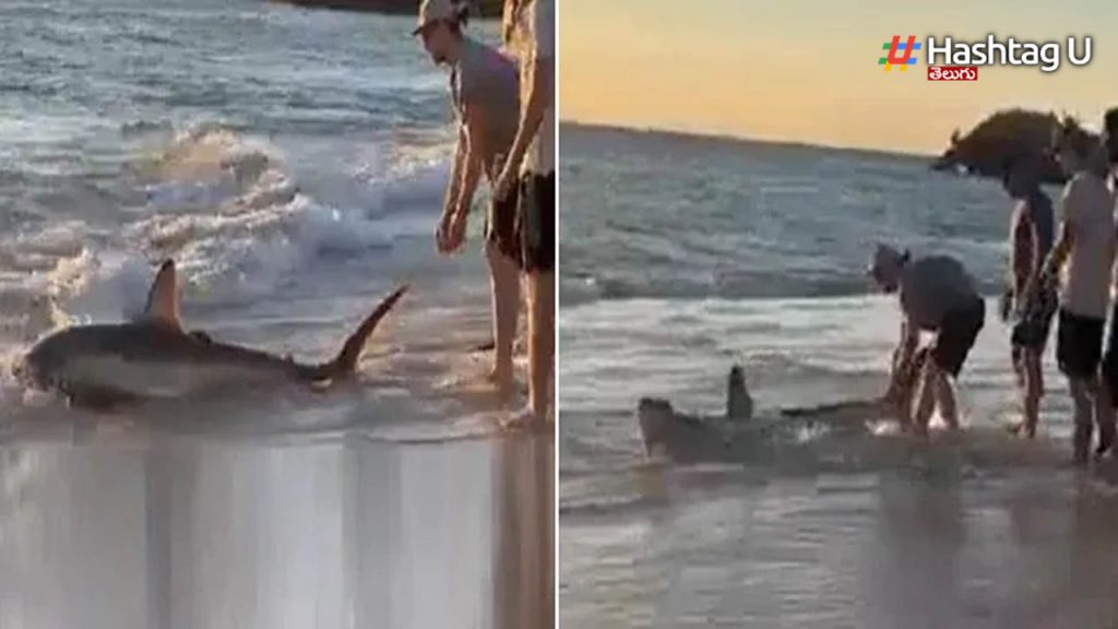 Australia Shark