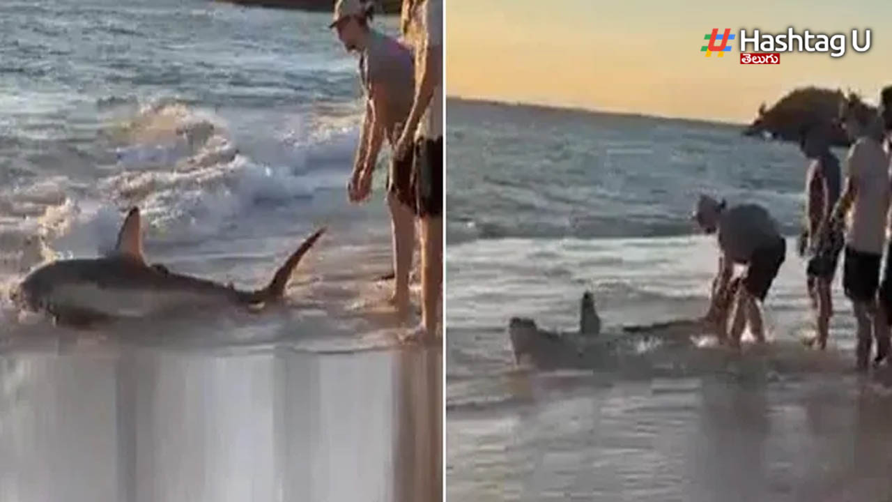 Australia Shark