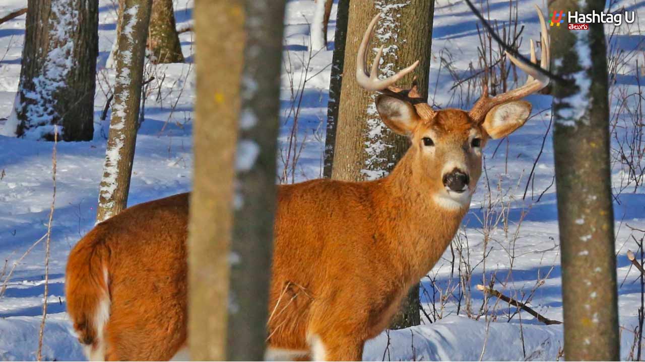 Deer