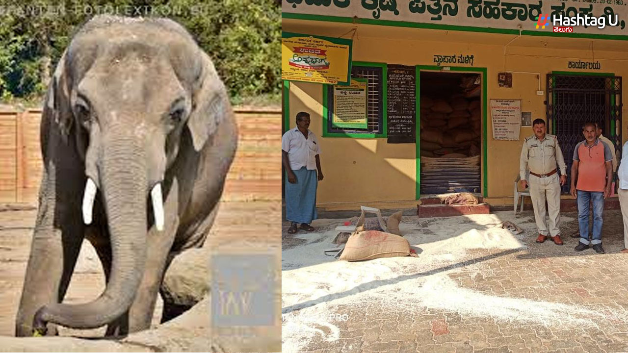 Elephant