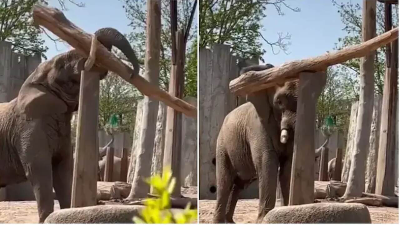 Elephants Imresizer