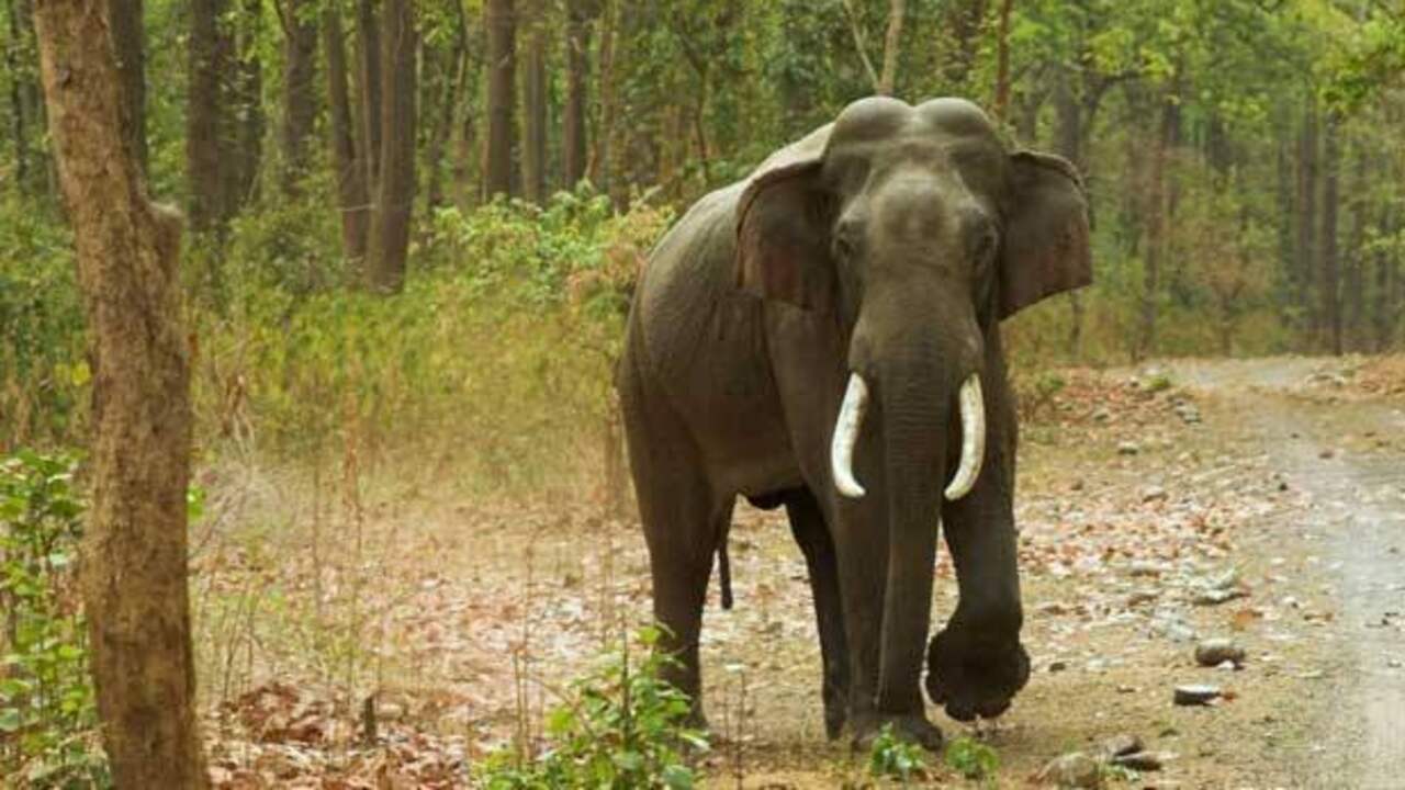 Elephants