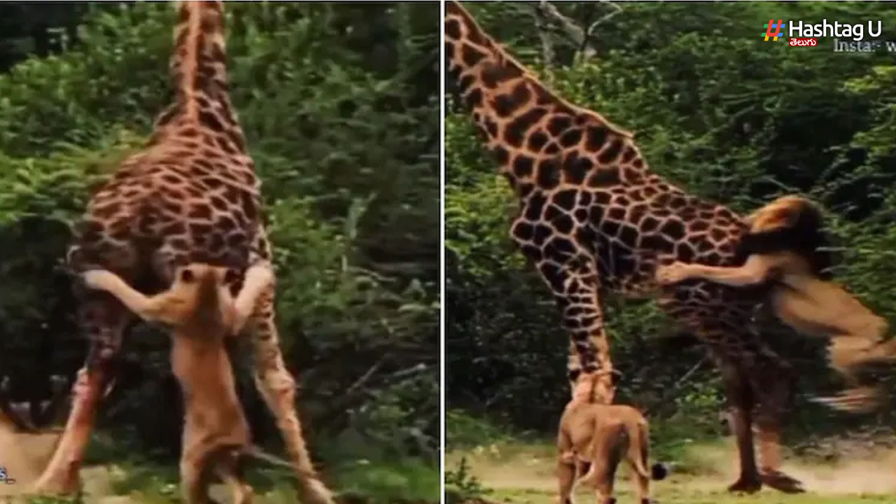 Giraffe