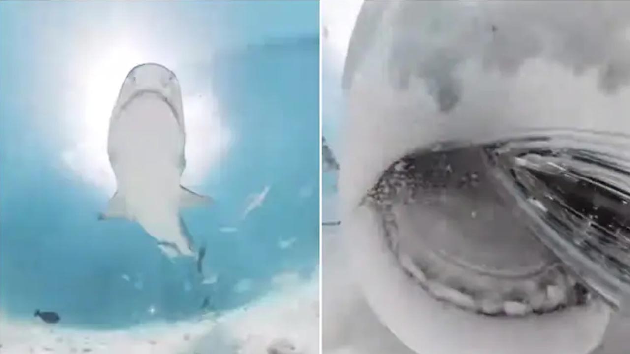 Shark Camera