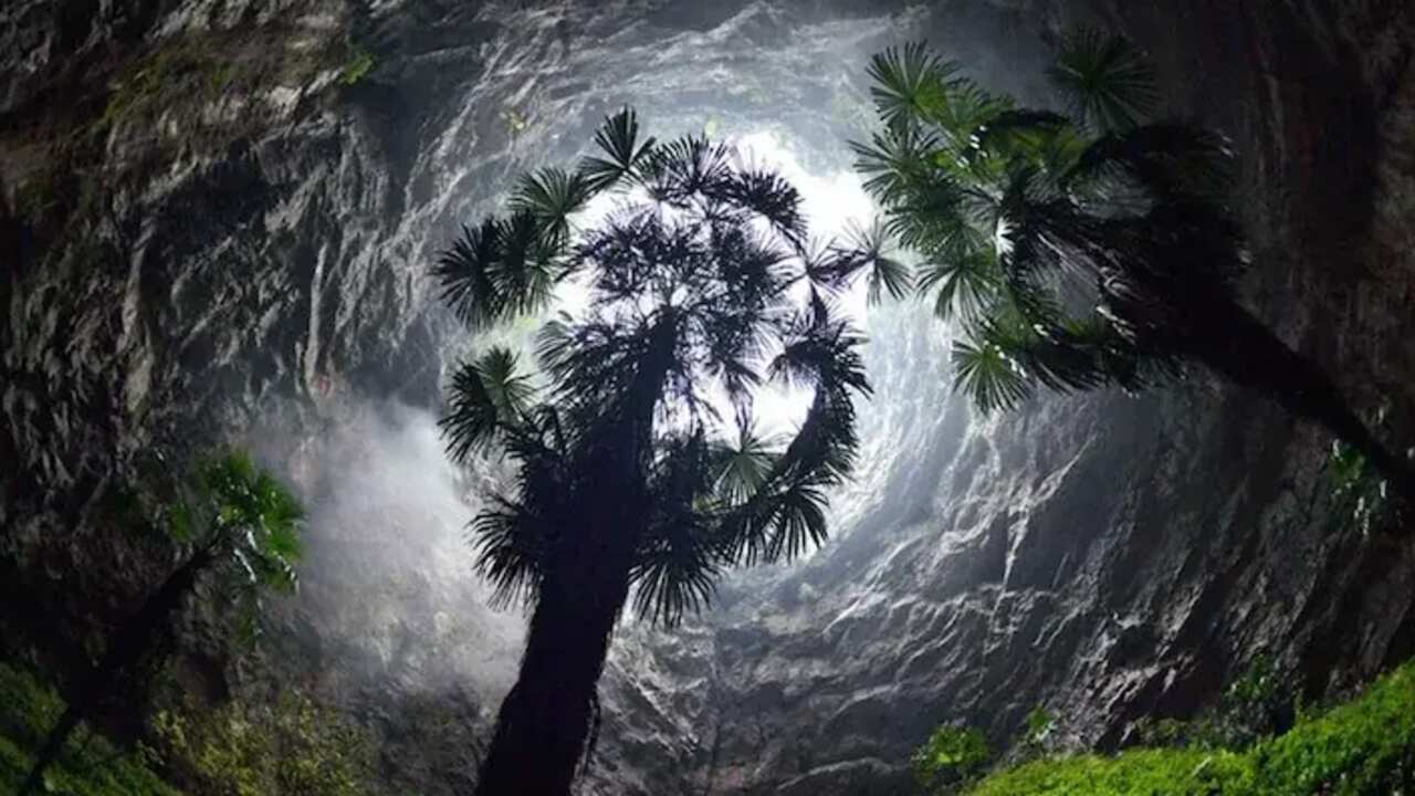 ancient forest