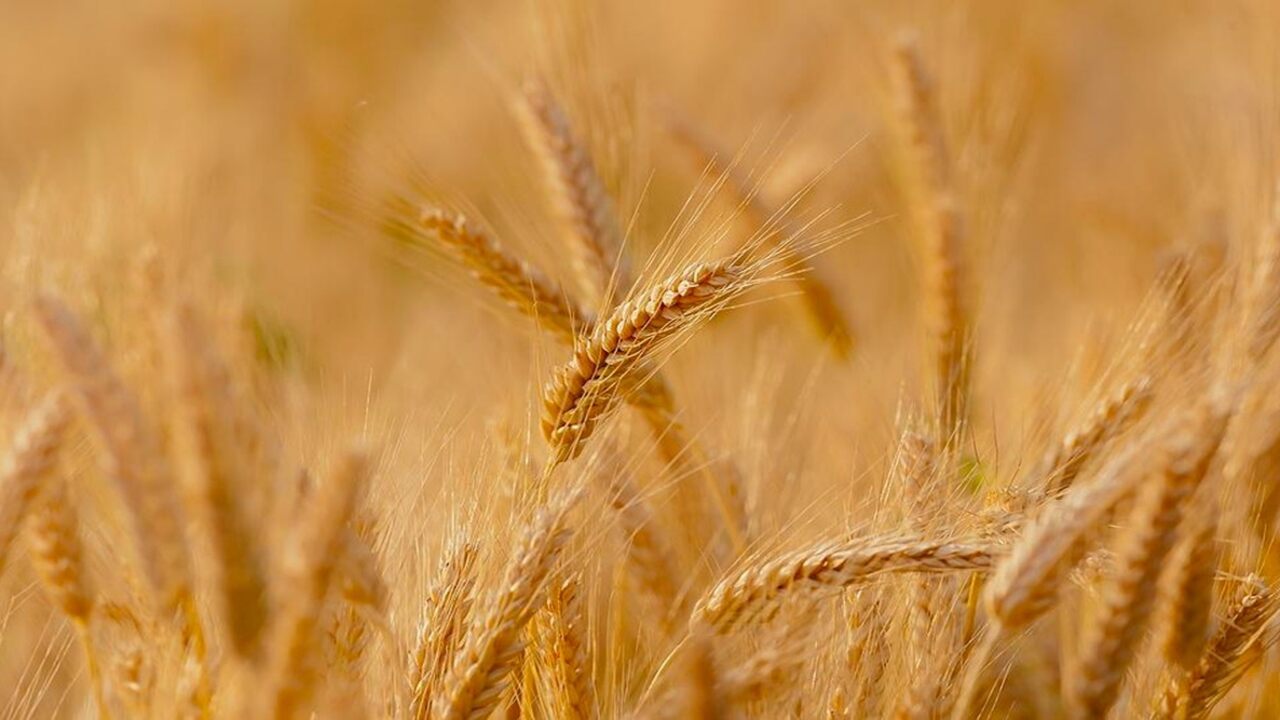 Price Of Wheat