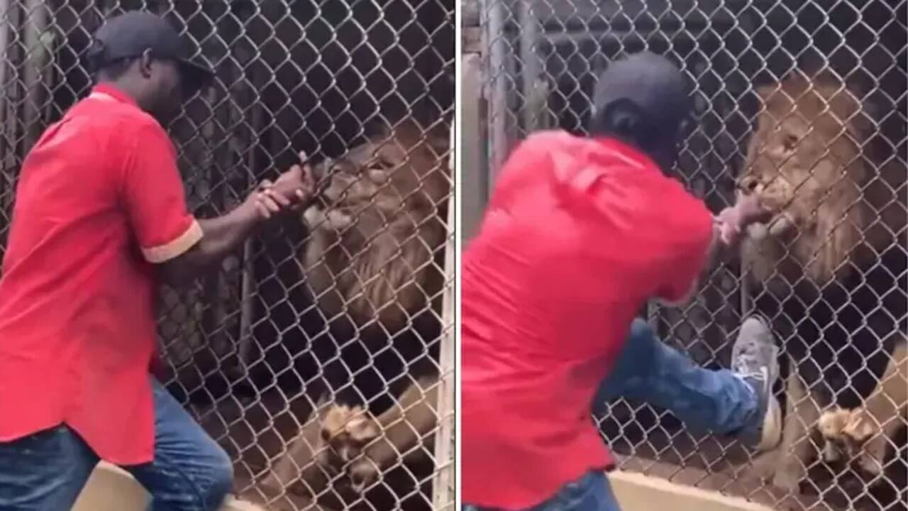Angry Lion