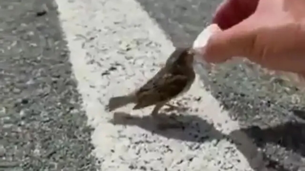 Bird