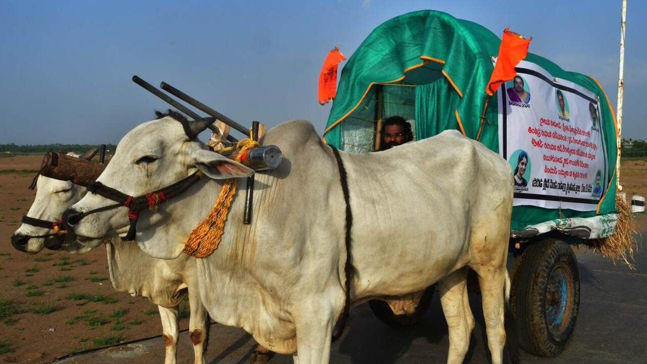 Bullock Cart