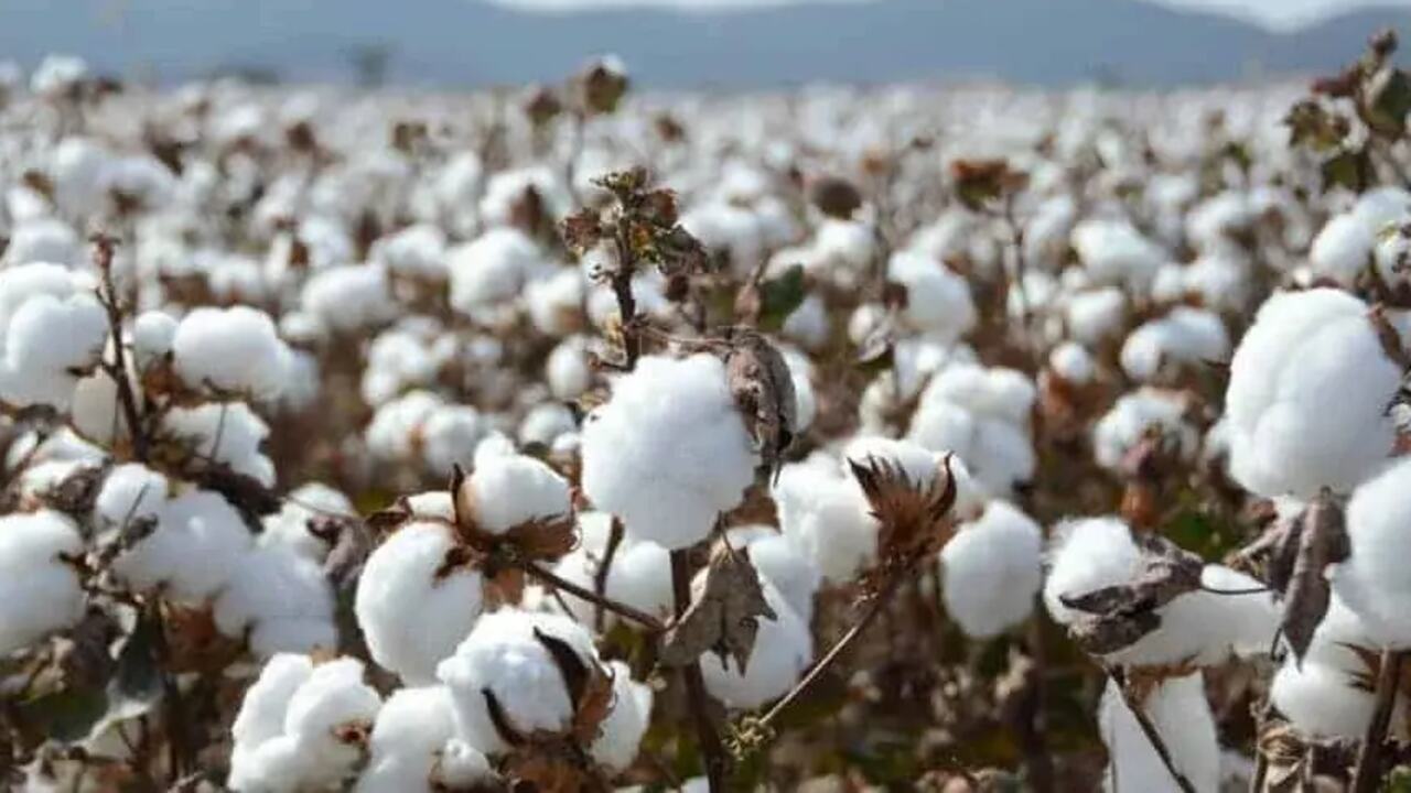 Cotton