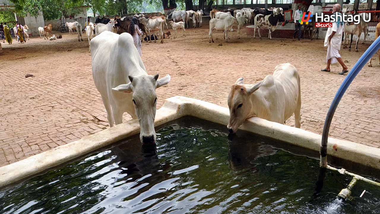 Cows