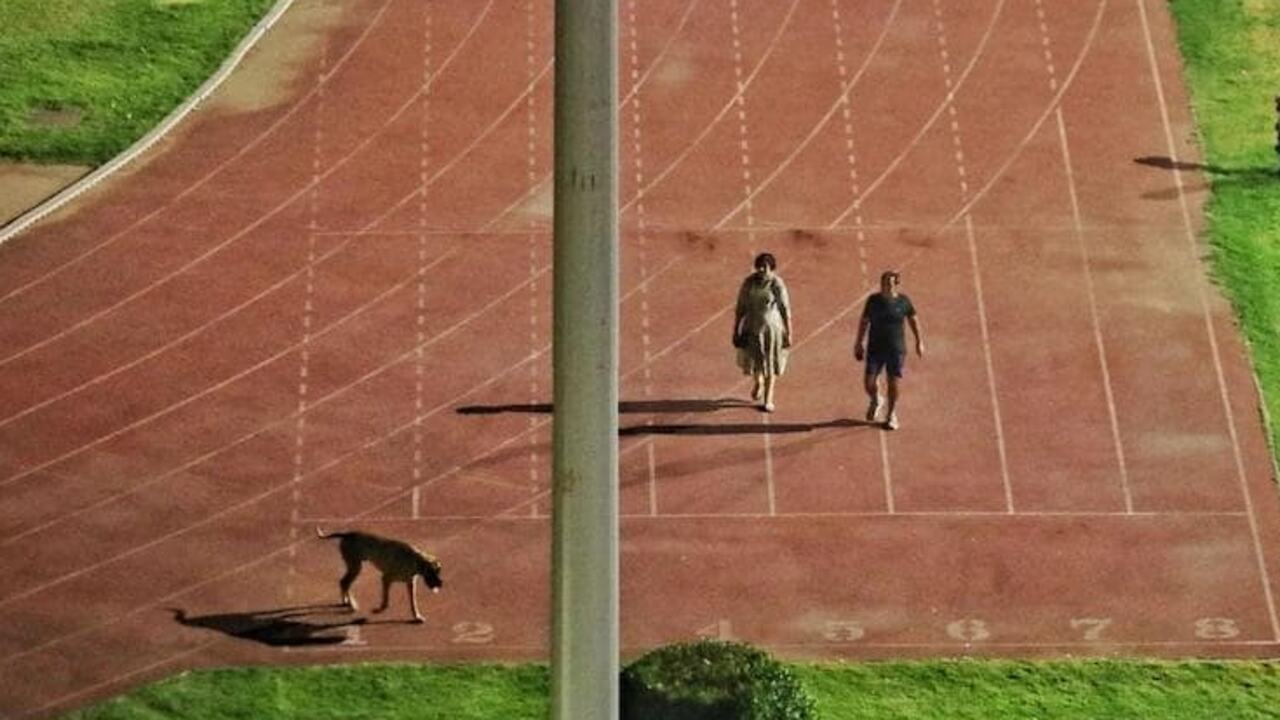 Dog Walk