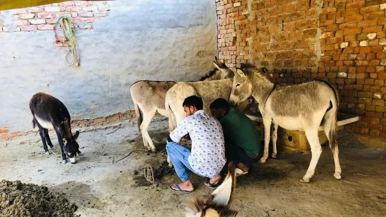 Donkey Milk