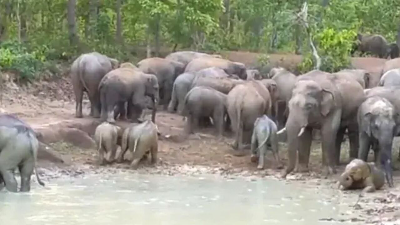 elephants