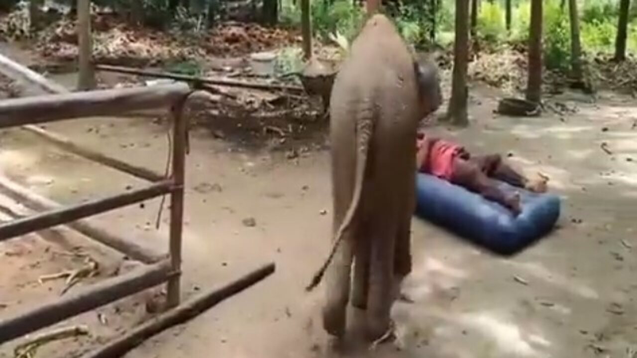 Elephant