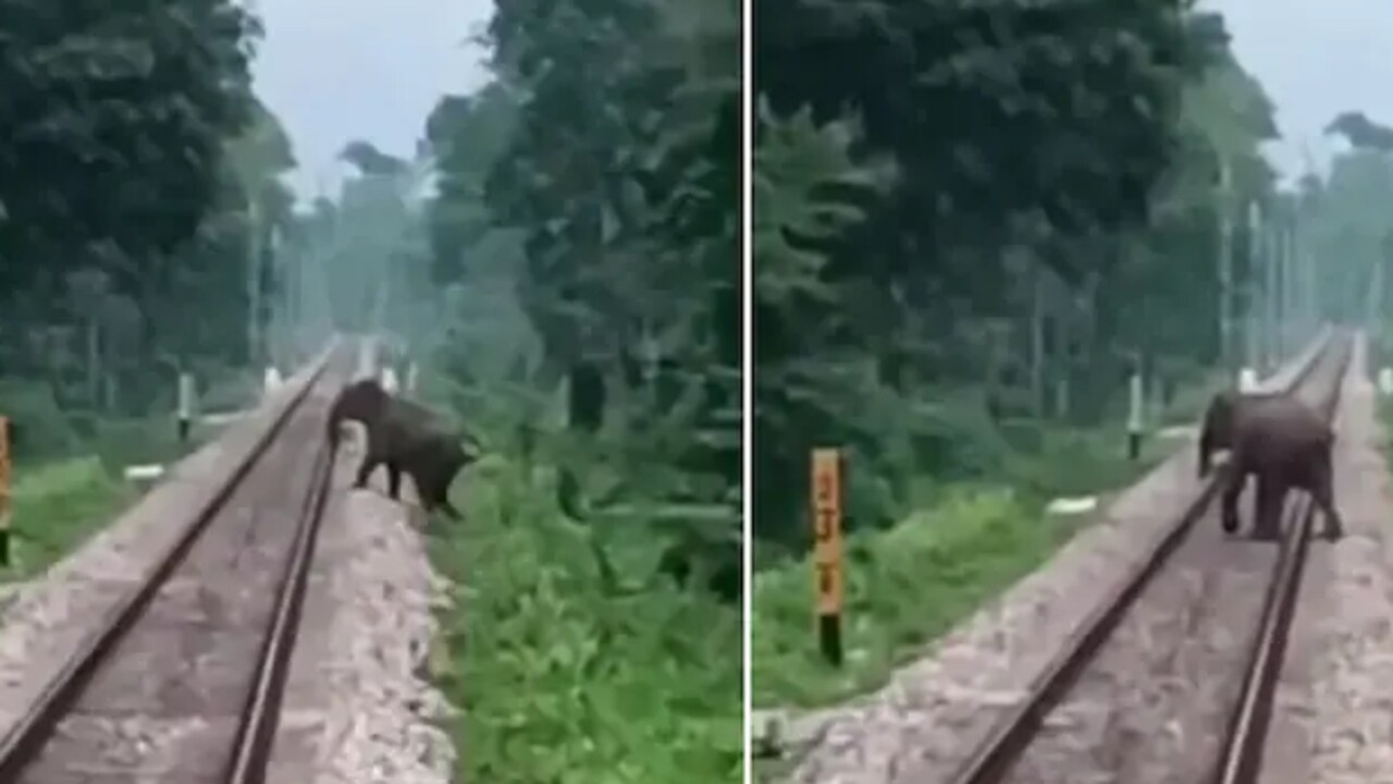 elephant crossing