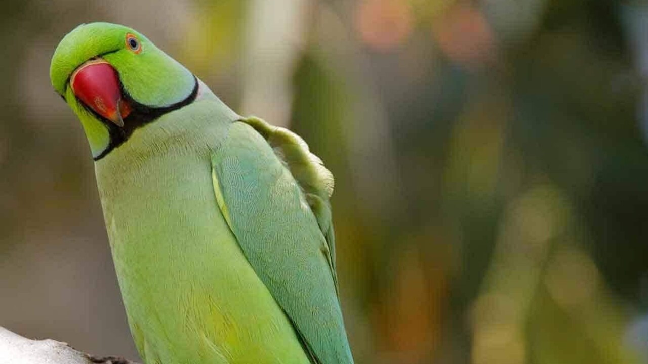 Parrot