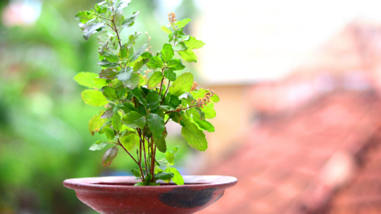 tulsi plant
