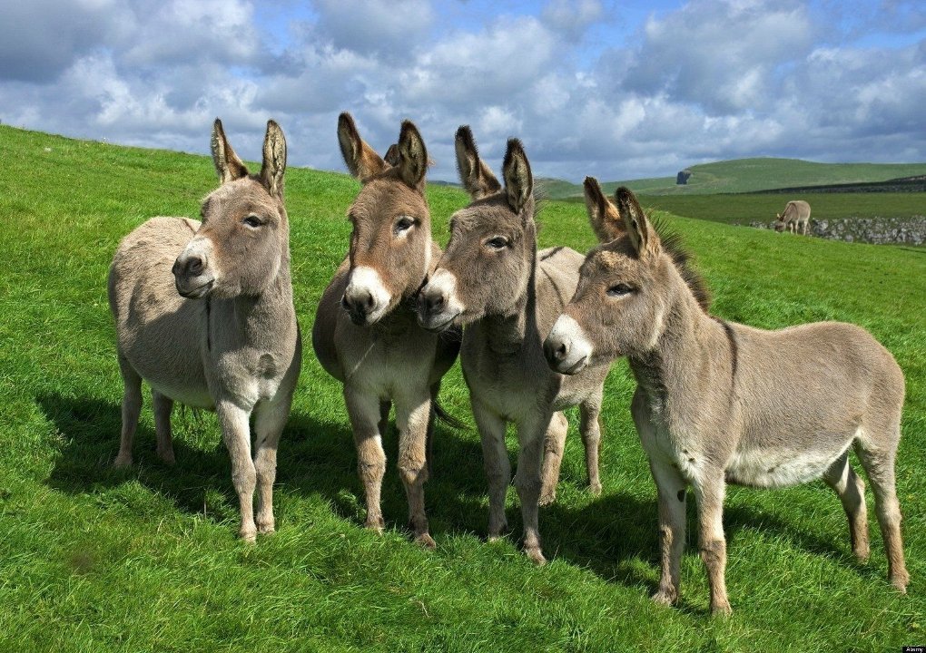 Donkeys