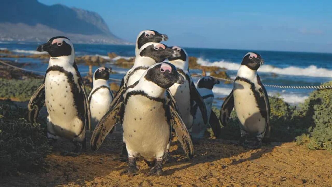 2ldgvlso Penguins Generic 625x300 05 June 22