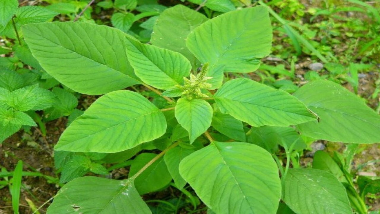 Amaranthus Seeds