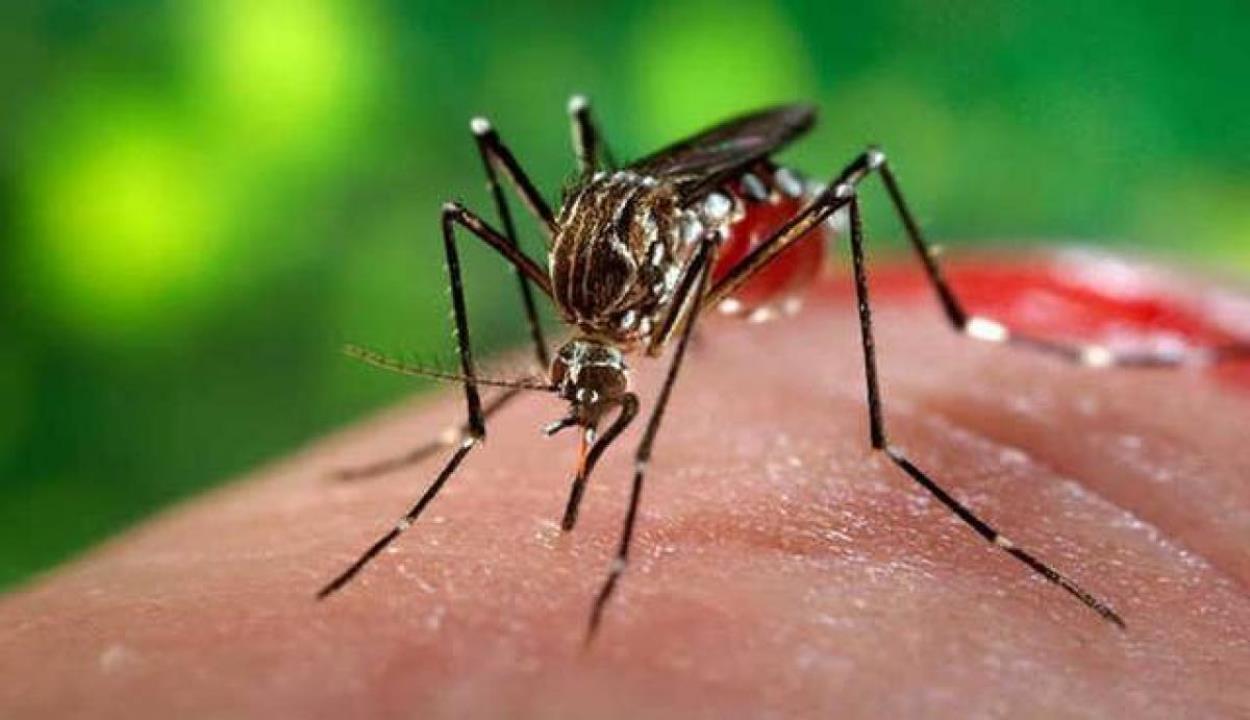 Dengue Fever 1 1809 8775
