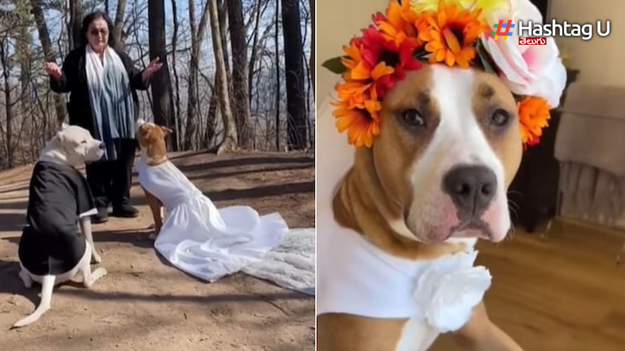 Dog Marriage