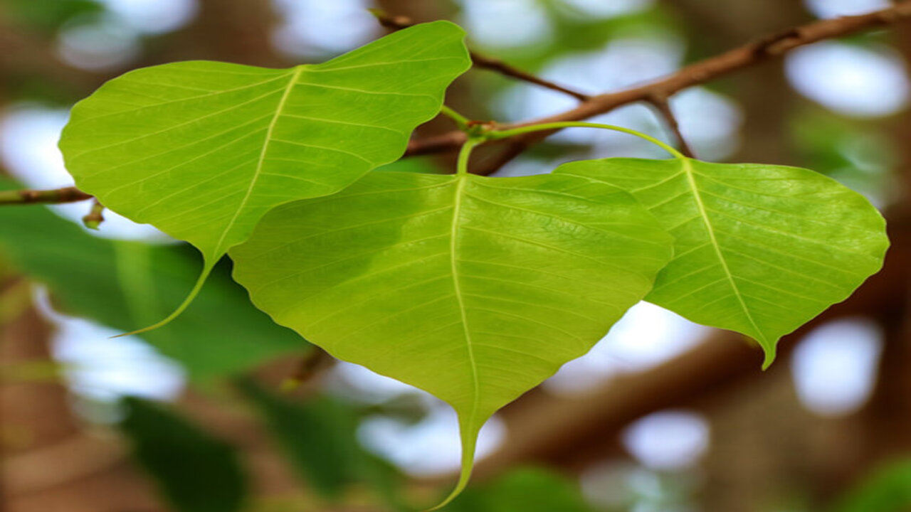 peepal tree