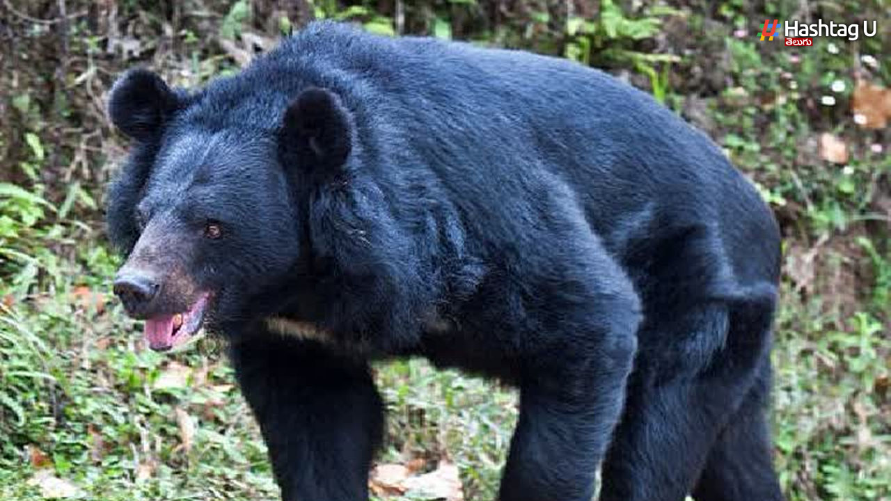 Bear
