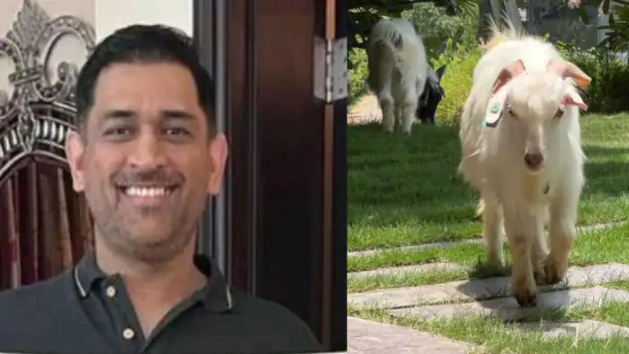 Dhoni Goat