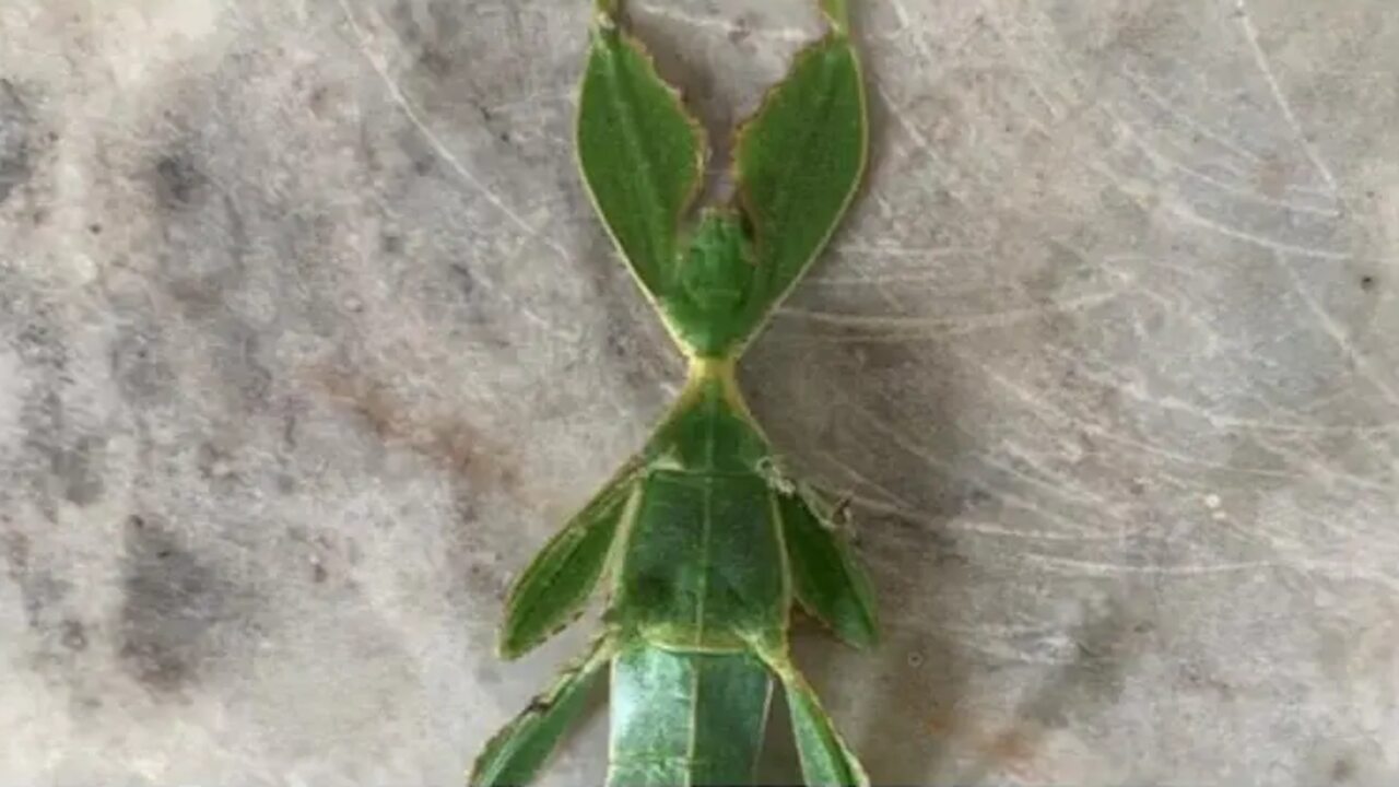 Insect Leaf