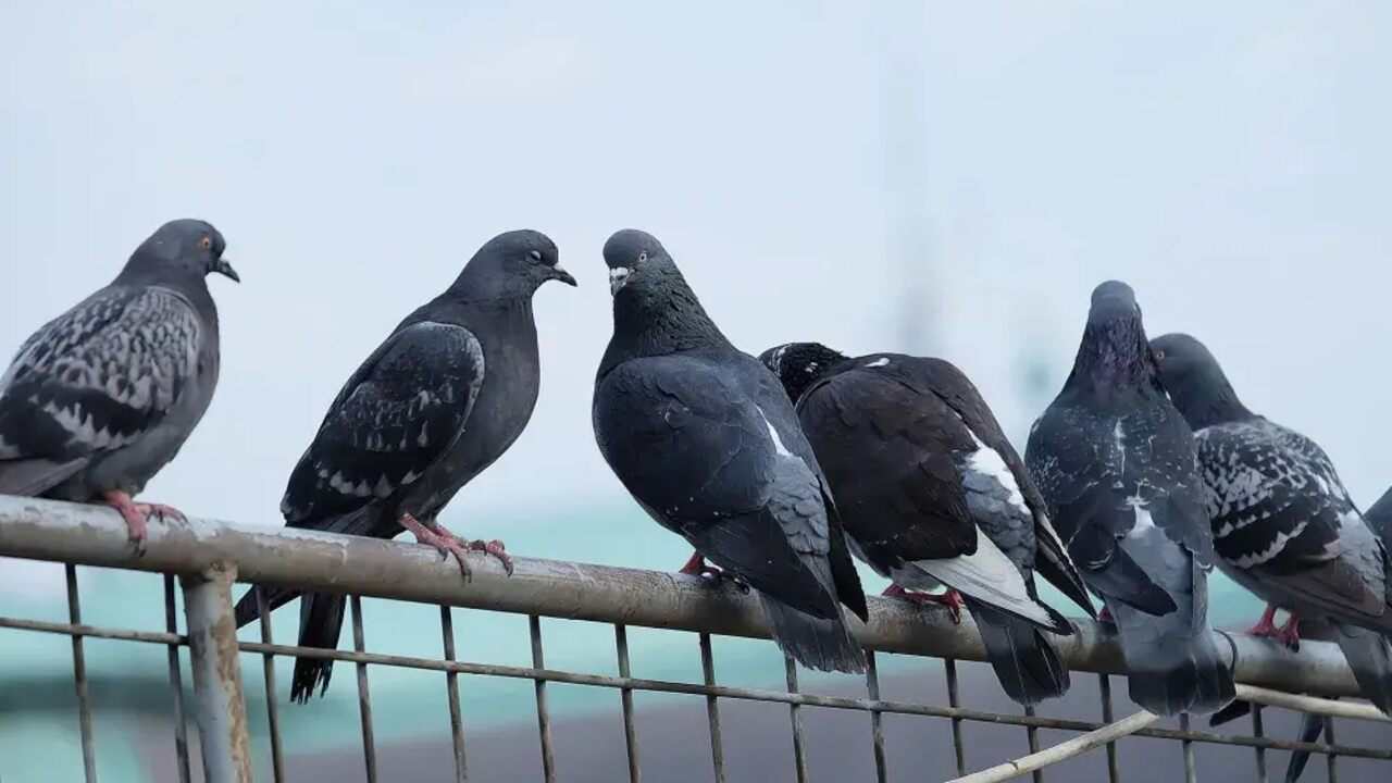 Pigeon Causes
