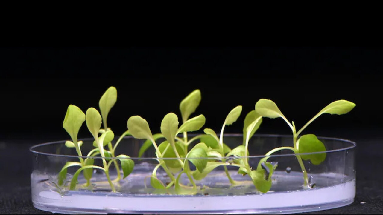 Plants