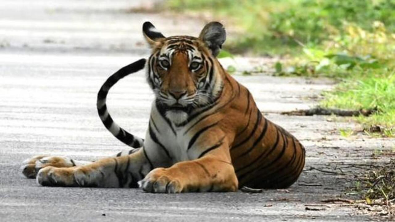 Tiger