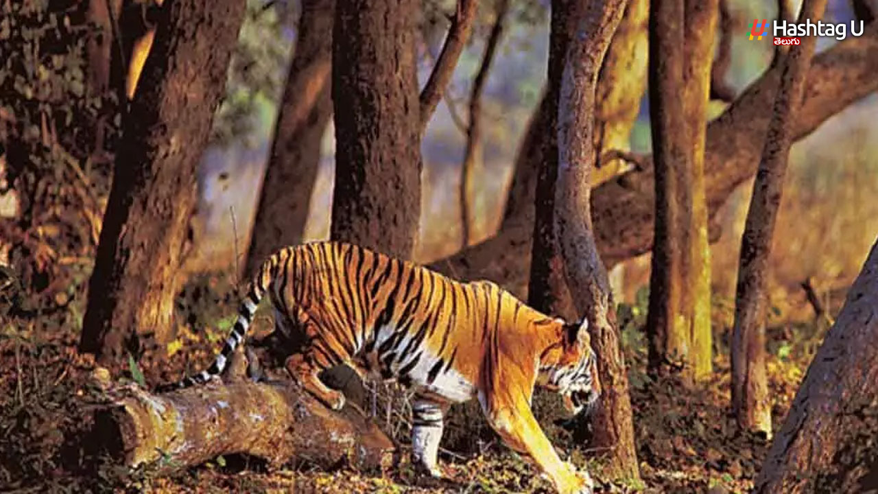 Tiger Bengal