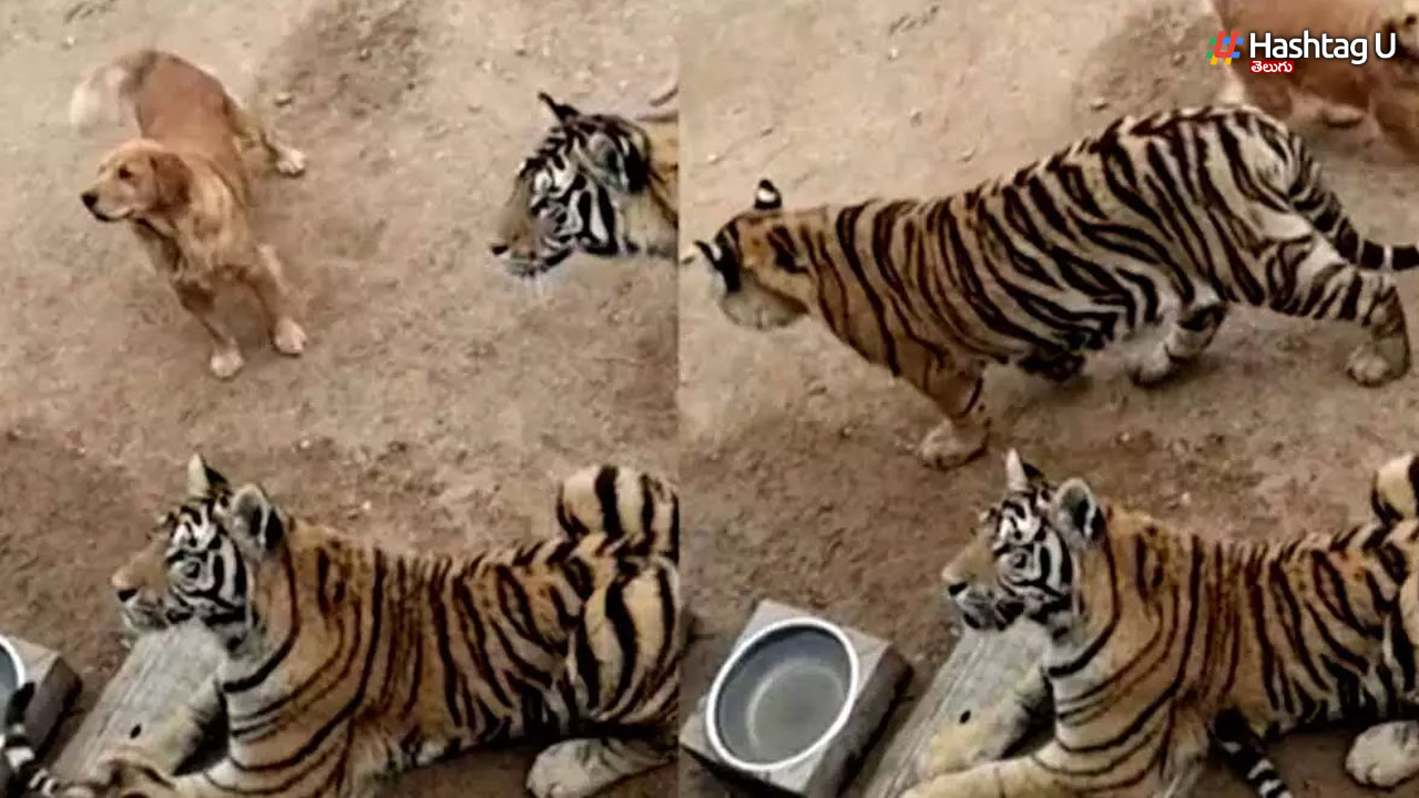 Tigers