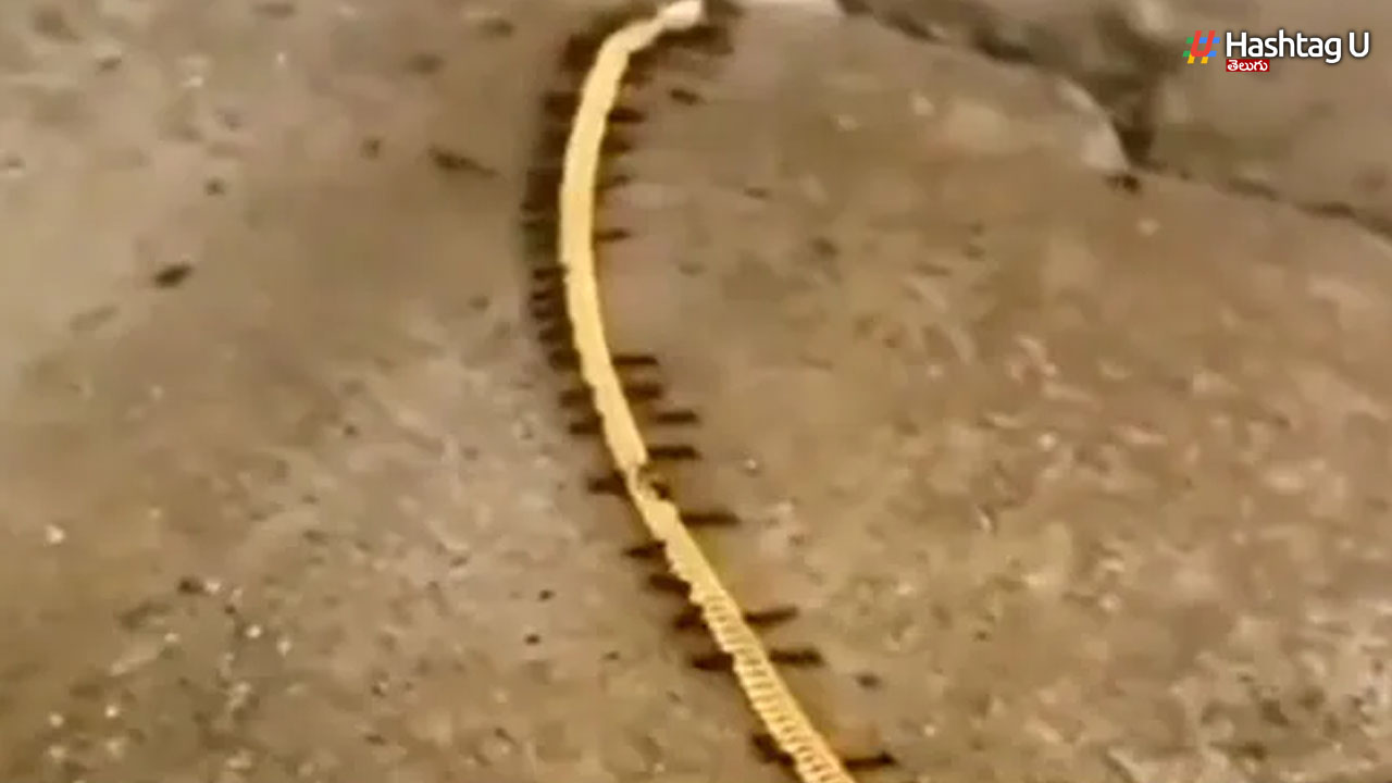Viral