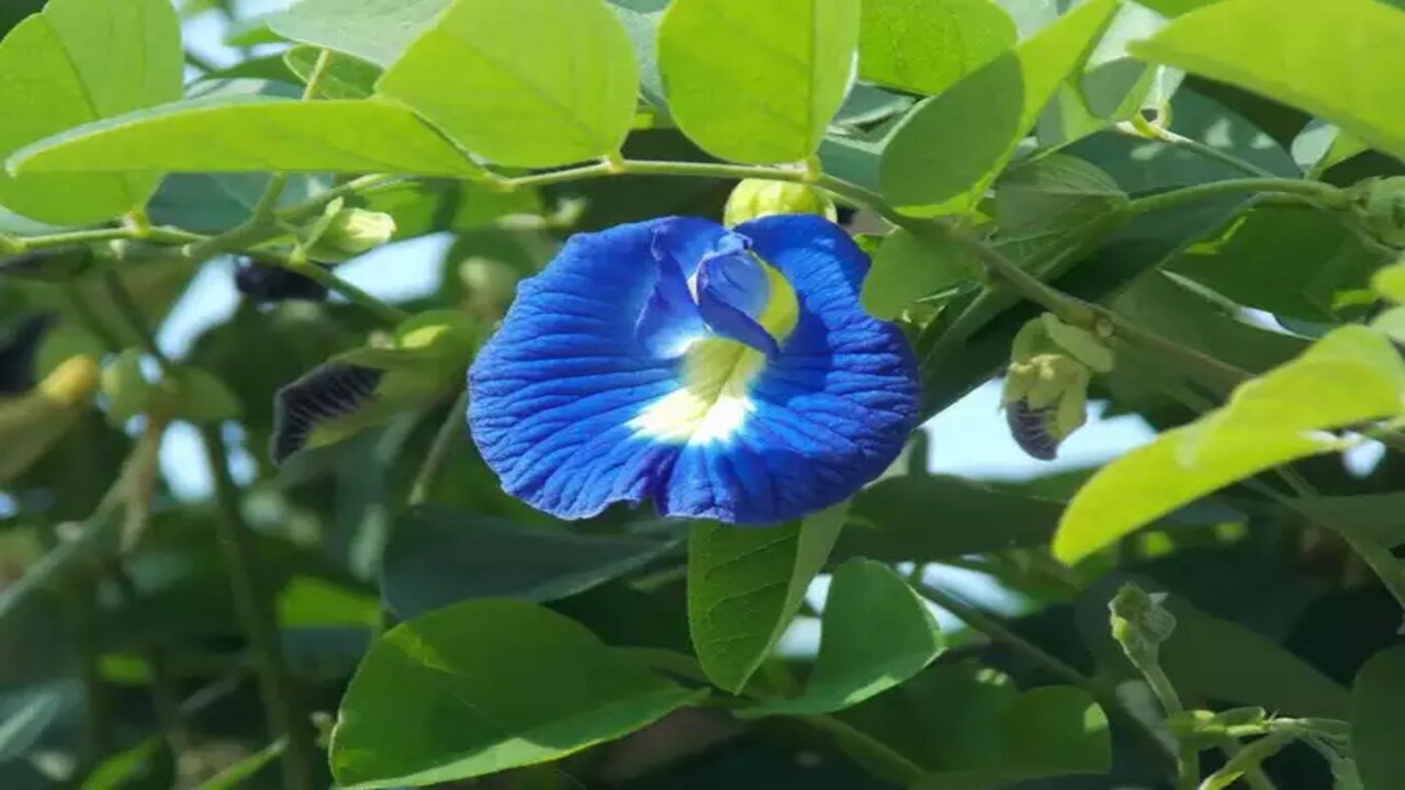 Aparajitha Plant