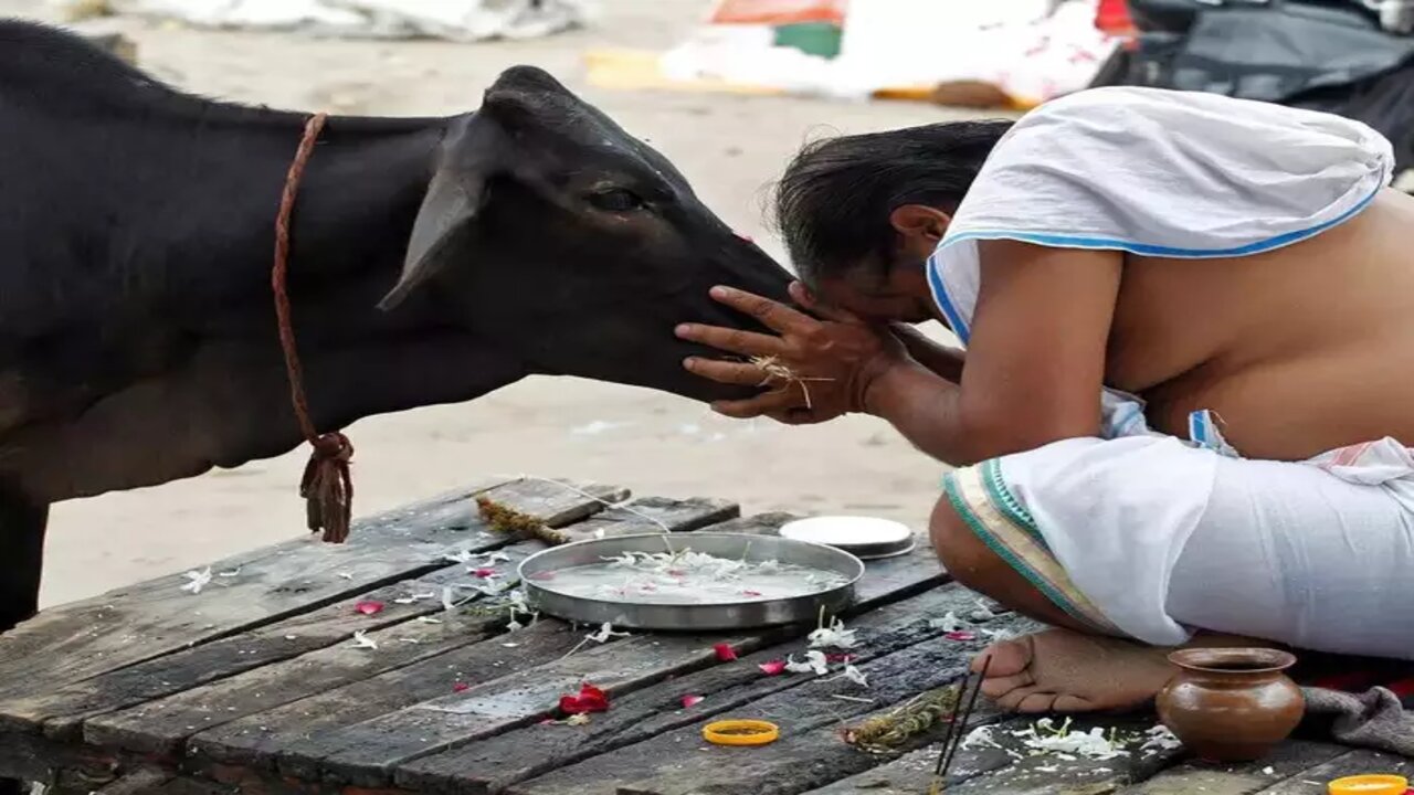 Cow Pooja