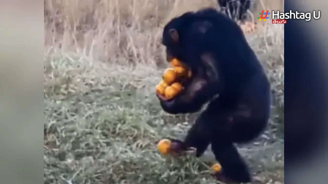Chimpanzee