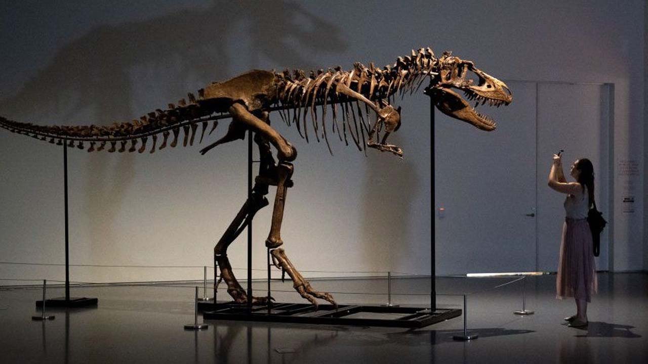 Dinosaur Skeleton