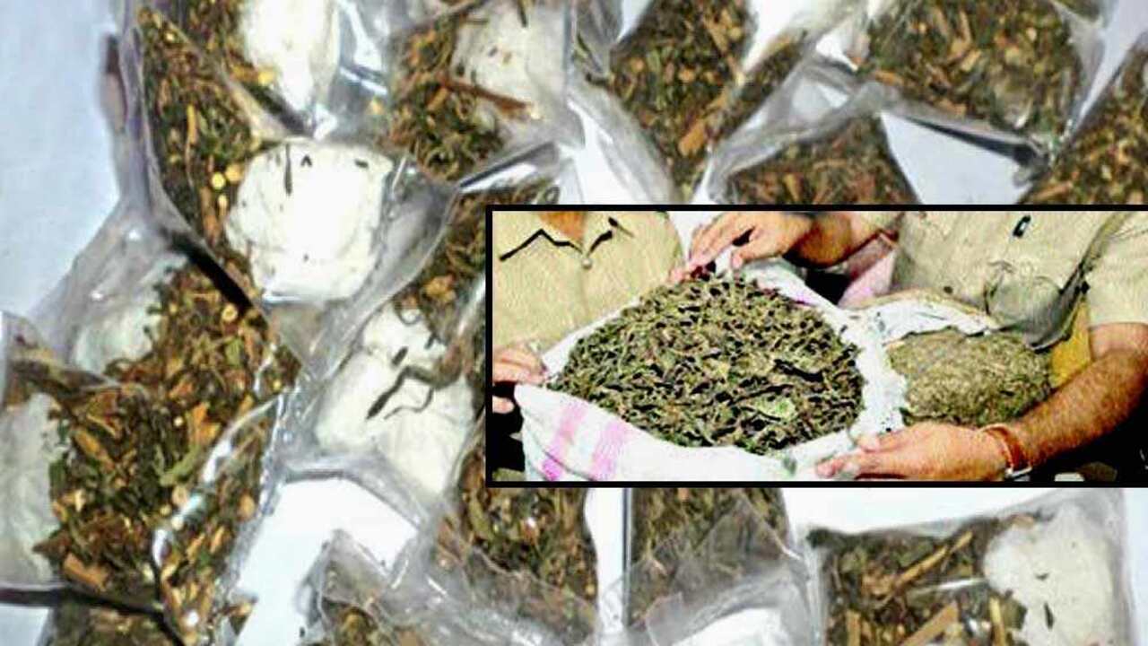 Ganja