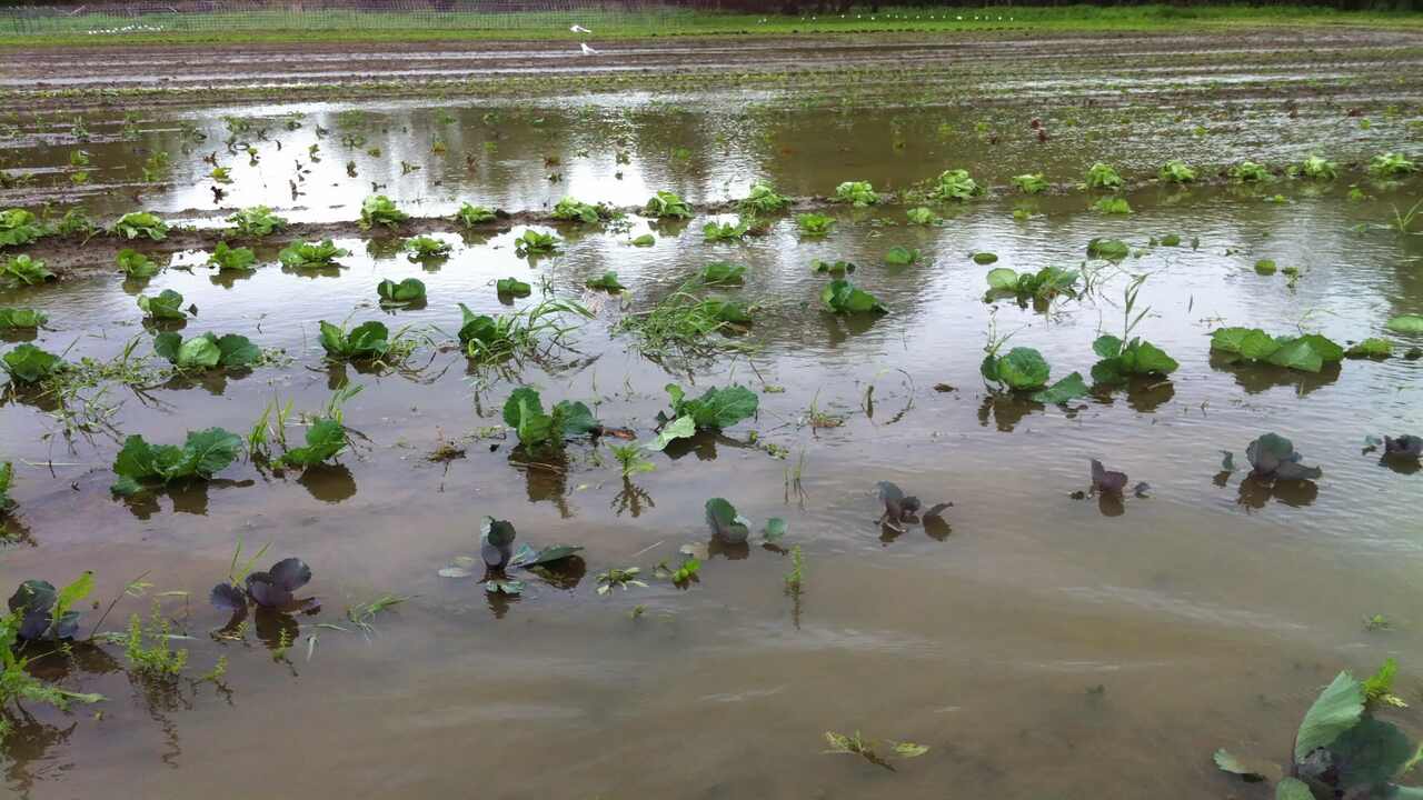 Heavy Rains