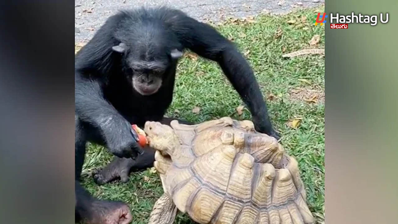 Chimpanzee